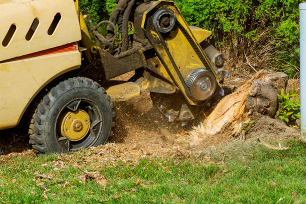 Best Emergency Tree Service  in Dulles Town Center, VA